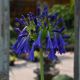 Plant Photo 8