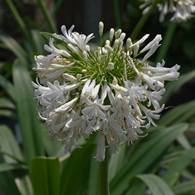 Plant Photo 1