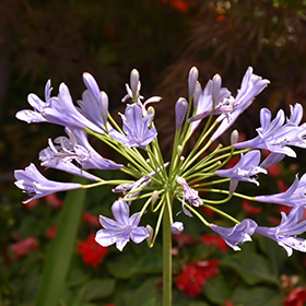 Plant Photo 3