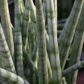 Plant Photo 10