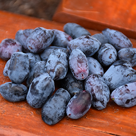 Small Fruit and Berry Photo