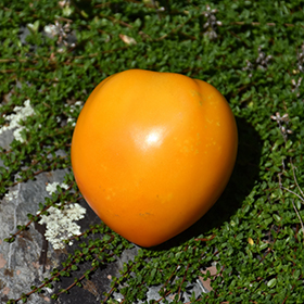 Plant Photo 3