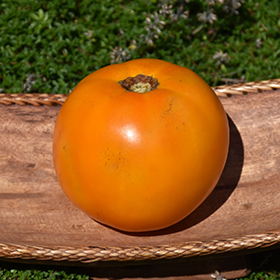 Plant Photo 4