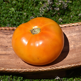 Plant Photo 6