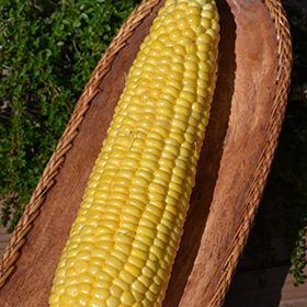 Plant Photo 4