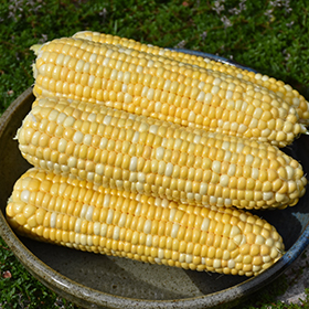 Plant Photo 8