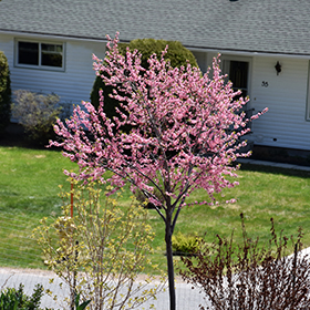 Plant Photo 4