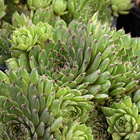 Plant Photo 2