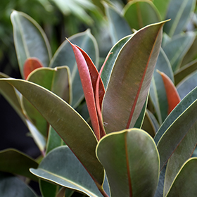 Plant Photo 4