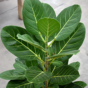Plant Photo 5