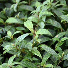 Plant Photo 3