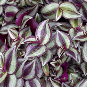 Plant Photo 8