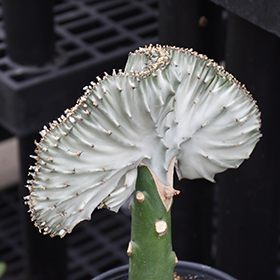 Plant Photo 8