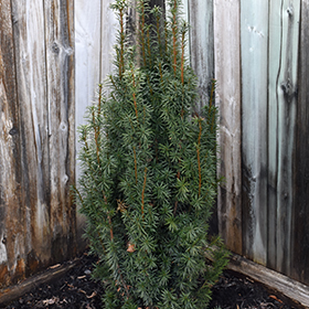 Plant Photo 10