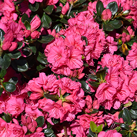 Plant Photo 6