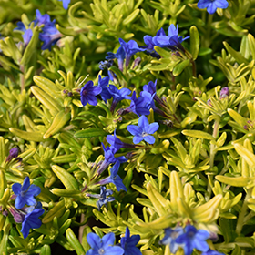 Plant Photo 1