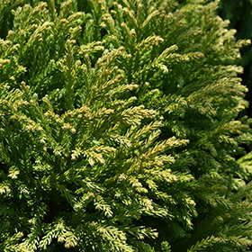 Plant Photo 4