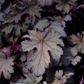Plant Photo 3