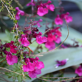 Plant Photo 3