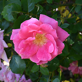 Plant Photo 9