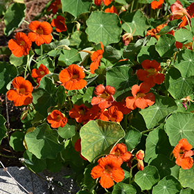 Plant Photo 10