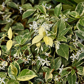 Plant Photo 1