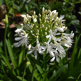 Plant Photo 1