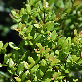 Plant Photo 9