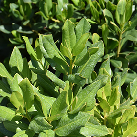 Plant Photo 7