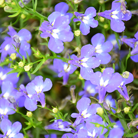 Plant Photo 3