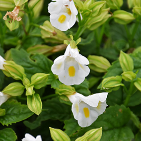 Plant Photo 3
