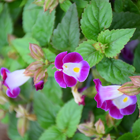 Plant Photo 10