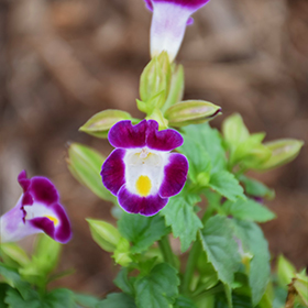 Plant Photo 9