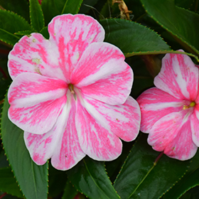 Plant Photo 8
