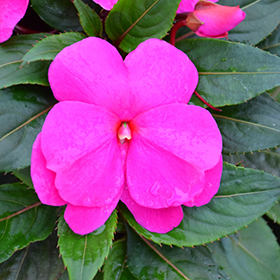 Plant Photo 7