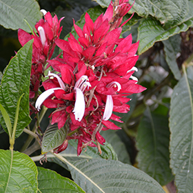 Plant Photo 7