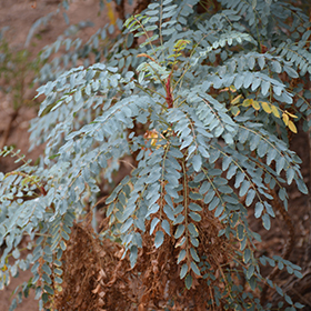 Plant Photo 4