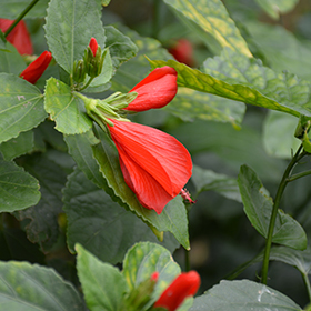 Plant Photo 3
