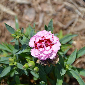 Plant Photo 6