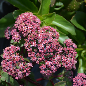 Plant Photo 7