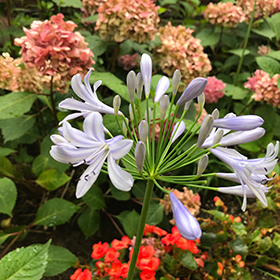 Plant Photo 2