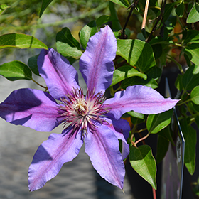 Plant Photo 6