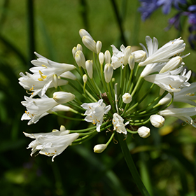 Plant Photo 9