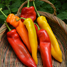 Vegetable Photo