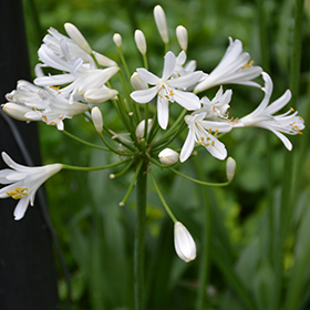Plant Photo 7