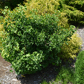 Plant Photo 4