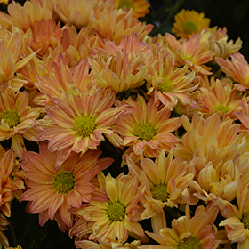 Plant Photo 1