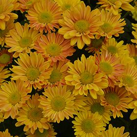 Plant Photo 7