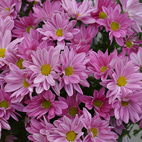Plant Photo 8