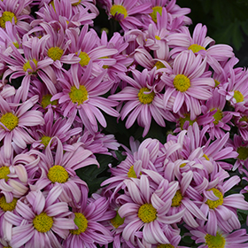 Plant Photo 10